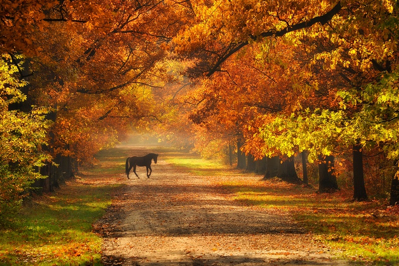 435 - AUTUMNAL REVERIE - KUCHARSKI PAWEL - poland.jpg
